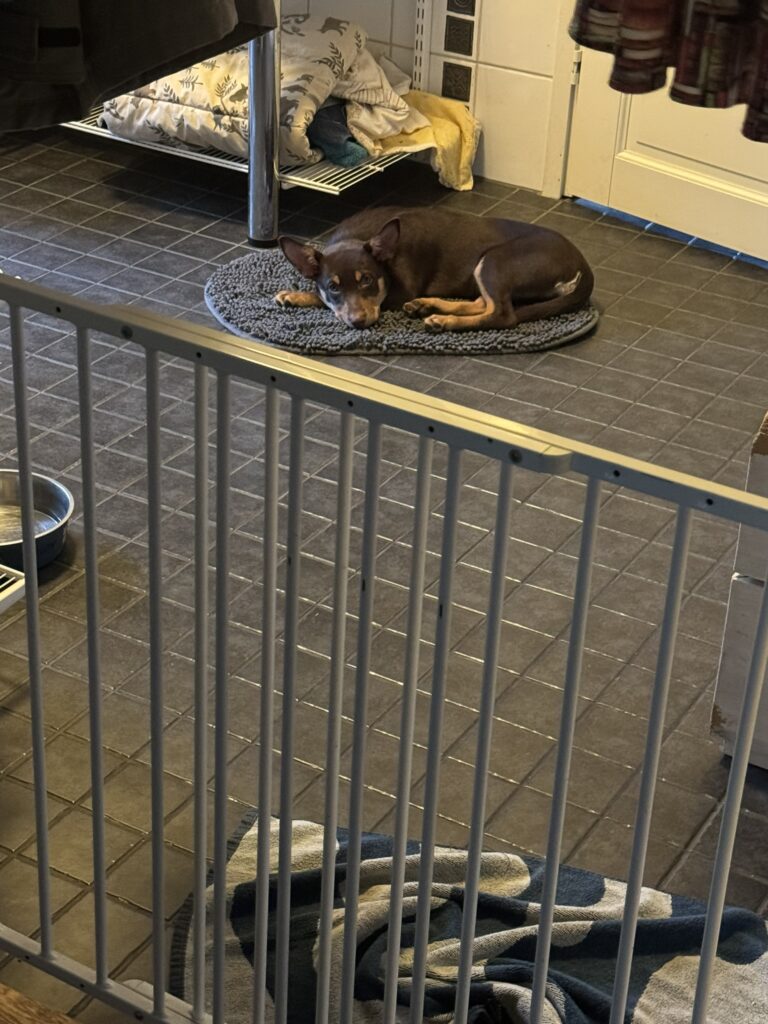 Pentu nukkuu rauhassa omassa tilassaan.